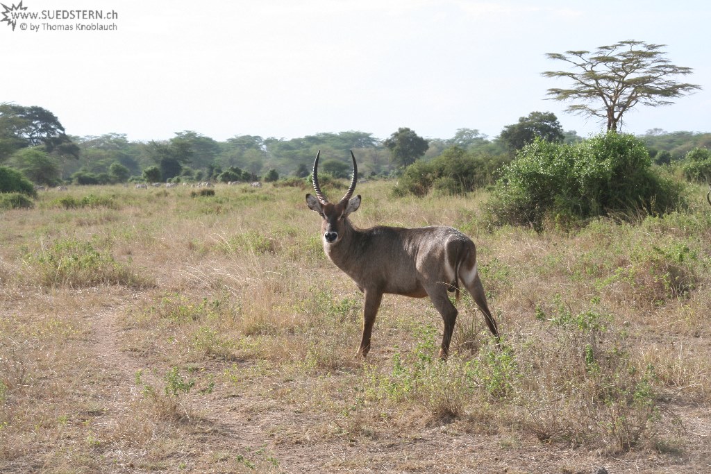 IMG 7729-Kenya, Waterbuck at Kimana Reserve